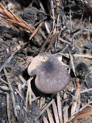  ( - HAY-F-000997)  @11 [ ] by-nc (2023) Dean Lyons Fungal Diversity Survey