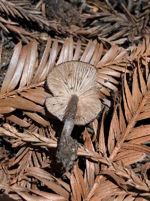  ( - HAY-F-000997)  @11 [ ] by-nc (2023) Dean Lyons Fungal Diversity Survey