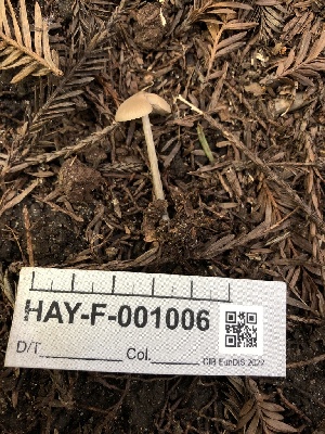  ( - HAY-F-001006)  @11 [ ] by-nc (2023) Dean Lyons Fungal Diversity Survey