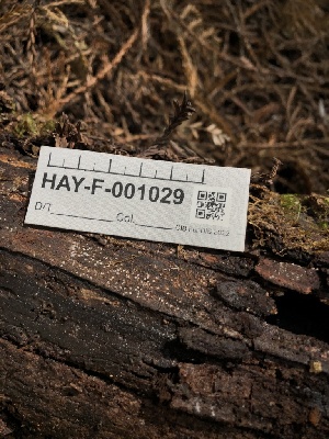  ( - HAY-F-001029)  @11 [ ] by-nc (2023) Dean Lyons Fungal Diversity Survey