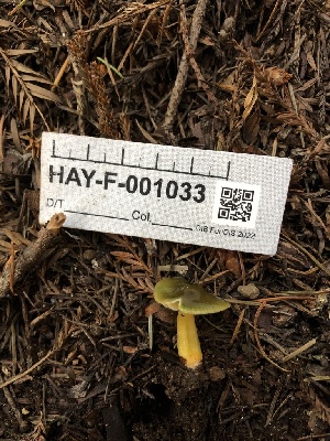  ( - HAY-F-001033)  @11 [ ] by-nc (2023) Dean Lyons Fungal Diversity Survey