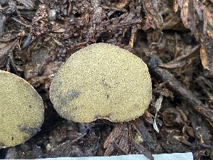  ( - HAY-F-003771)  @11 [ ] by-nc (2023) Grace Stark Fungal Diversity Survey