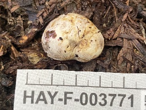  ( - HAY-F-003771)  @11 [ ] by-nc (2023) Grace Stark Fungal Diversity Survey