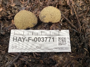  ( - HAY-F-003771)  @11 [ ] by-nc (2023) Grace Stark Fungal Diversity Survey