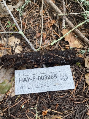  ( - HAY-F-003969)  @11 [ ] by-nc (2023) Grace Stark Fungal Diversity Survey
