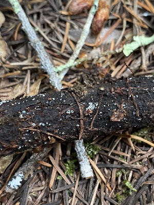  ( - HAY-F-003969)  @11 [ ] by-nc (2023) Grace Stark Fungal Diversity Survey