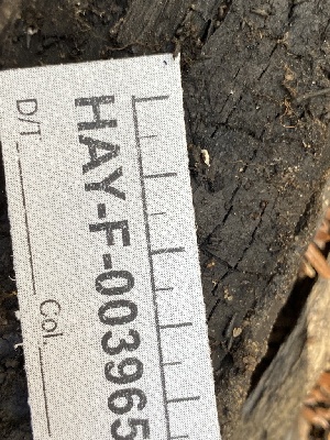  ( - HAY-F-003965)  @11 [ ] by-nc (2023) Grace Stark Fungal Diversity Survey