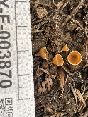  ( - HAY-F-003870)  @11 [ ] by-nc (2023) Grace Stark Fungal Diversity Survey