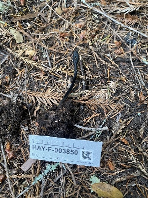  ( - HAY-F-003850)  @11 [ ] by-nc (2023) Grace Stark Fungal Diversity Survey