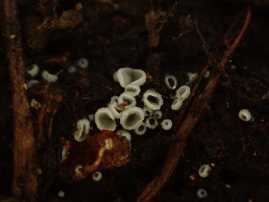  (Mollisia sp. CA02 - HAY-F-003969)  @11 [ ] by-nc (2023) Grace Stark Fungal Diversity Survey