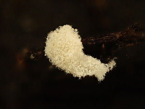  ( - HAY-F-003965)  @11 [ ] by-nc (2023) Grace Stark Fungal Diversity Survey
