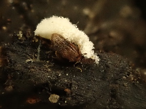 ( - HAY-F-003965)  @11 [ ] by-nc (2023) Grace Stark Fungal Diversity Survey
