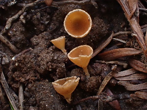  ( - HAY-F-003870)  @11 [ ] by-nc (2023) Grace Stark Fungal Diversity Survey