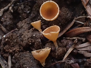  (Geopyxis carbonaria - HAY-F-003870)  @11 [ ] by-nc (2023) Grace Stark Fungal Diversity Survey