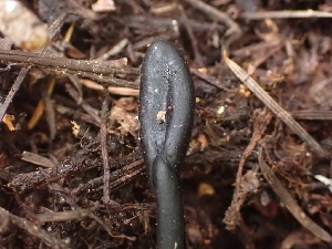  ( - HAY-F-003850)  @11 [ ] by-nc (2023) Grace Stark Fungal Diversity Survey