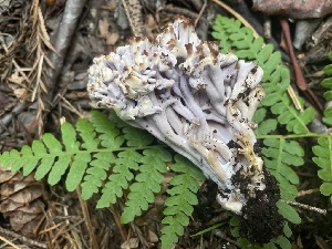  ( - HAY-F-001021)  @11 [ ] by-nc (2023) Christian Schwarz Fungal Diversity Survey