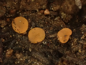  (Pezizomycetes - HAY-F-003851)  @11 [ ] by-nc (2023) Grace Stark Fungal Diversity Survey