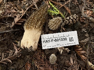  ( - HAY-F-001030)  @11 [ ] by-nc (2023) Christian Schwarz Fungal Diversity Survey