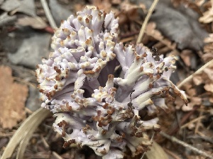  ( - HAY-F-001021)  @11 [ ] by-nc (2023) Christian Schwarz Fungal Diversity Survey