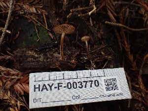  ( - HAY-F-003770)  @11 [ ] by-nc (2023) Grace Stark Fungal Diversity Survey