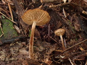  ( - HAY-F-003770)  @11 [ ] by-nc (2023) Grace Stark Fungal Diversity Survey