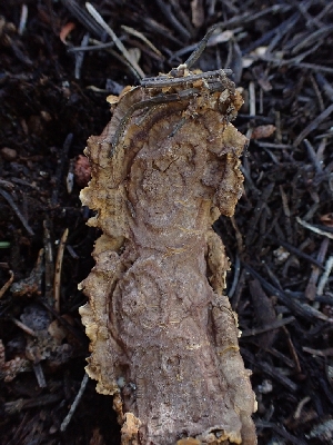  ( - HAY-F-003623)  @11 [ ] by-nc (2023) Sadie Hickey Fungal Diversity Survey