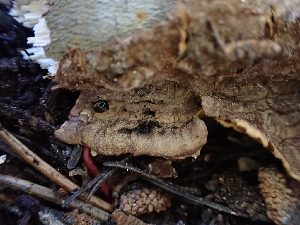  ( - HAY-F-003623)  @11 [ ] by-nc (2023) Sadie Hickey Fungal Diversity Survey
