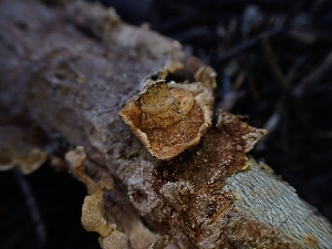  ( - HAY-F-003623)  @11 [ ] by-nc (2023) Sadie Hickey Fungal Diversity Survey