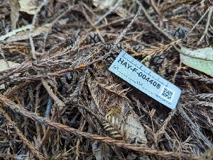  ( - HAY-F-004408)  @11 [ ] by-nc (2023) Stu Pickell Fungal Diversity Survey