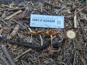 ( - HAY-F-004406)  @11 [ ] by-nc (2023) Stu Pickell Fungal Diversity Survey