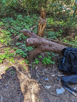  ( - HAY-F-004406)  @11 [ ] by-nc (2023) Stu Pickell Fungal Diversity Survey
