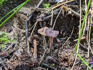  ( - HAY-F-004405)  @11 [ ] by-nc (2023) Stu Pickell Fungal Diversity Survey