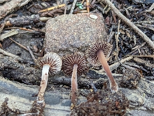  ( - HAY-F-004405)  @11 [ ] by-nc (2023) Stu Pickell Fungal Diversity Survey