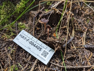  ( - HAY-F-004405)  @11 [ ] by-nc (2023) Stu Pickell Fungal Diversity Survey