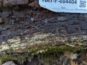  ( - HAY-F-004404)  @11 [ ] by-nc (2023) Stu Pickell Fungal Diversity Survey