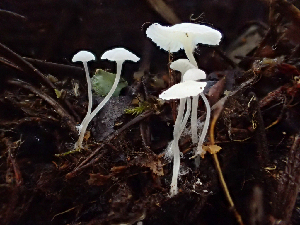  (Hemimycena sp. CA03 - HAY-F-001015)  @11 [ ] by-nc (2023) Dean Lyons Fungal Diversity Survey