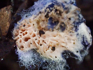  ( - HAY-F-000994)  @11 [ ] by-nc (2023) Dean Lyons Fungal Diversity Survey