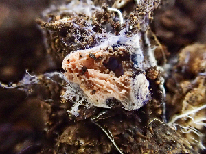  ( - HAY-F-000994)  @11 [ ] by-nc (2023) Dean Lyons Fungal Diversity Survey