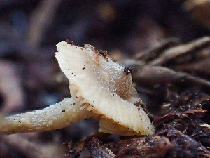  ( - HAY-F-001014)  @11 [ ] by-nc (2023) Dean Lyons Fungal Diversity Survey
