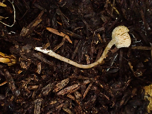  ( - HAY-F-001014)  @11 [ ] by-nc (2023) Dean Lyons Fungal Diversity Survey