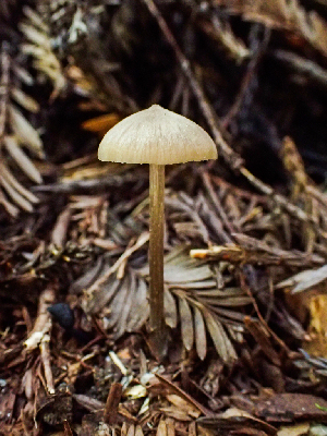  ( - HAY-F-001006)  @11 [ ] by-nc (2023) Dean Lyons Fungal Diversity Survey