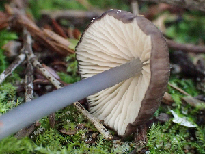  ( - HAY-F-001010)  @11 [ ] by-nc (2023) Dean Lyons Fungal Diversity Survey