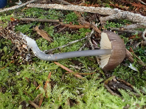  ( - HAY-F-001010)  @11 [ ] by-nc (2023) Dean Lyons Fungal Diversity Survey