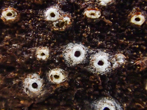  ( - HAY-F-001029)  @11 [ ] by-nc (2023) Dean Lyons Fungal Diversity Survey