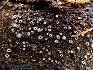  ( - HAY-F-001029)  @11 [ ] by-nc (2023) Dean Lyons Fungal Diversity Survey