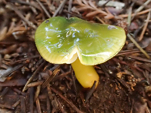  ( - HAY-F-001033)  @11 [ ] by-nc (2023) Dean Lyons Fungal Diversity Survey