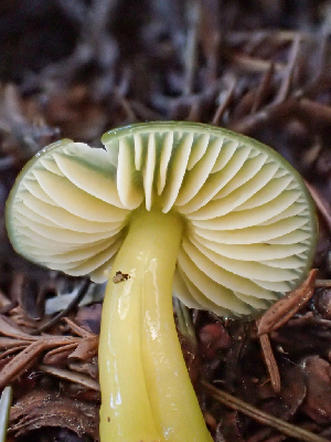 (Gliophorus - HAY-F-001033)  @11 [ ] by-nc (2023) Dean Lyons Fungal Diversity Survey