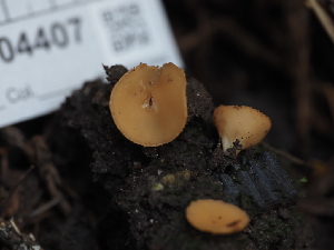  ( - HAY-F-004407)  @11 [ ] by-nc (2023) Stu Pickell Fungal Diversity Survey
