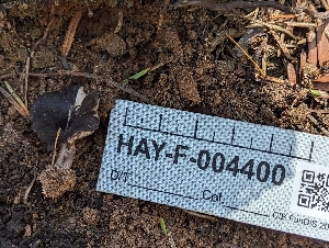  ( - HAY-F-004400)  @11 [ ] by-nc (2023) Stu Pickell Fungal Diversity Survey
