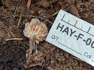  ( - HAY-F-004400)  @11 [ ] by-nc (2023) Stu Pickell Fungal Diversity Survey